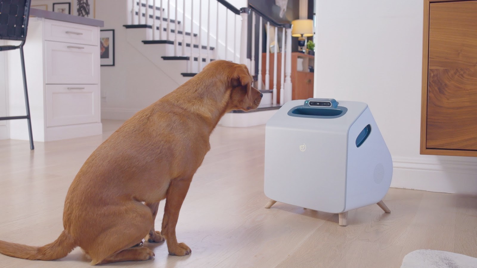 Machine learning and computer vision to talk to dogs